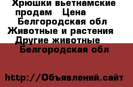  Хрюшки вьетнамские продам › Цена ­ 100 - Белгородская обл. Животные и растения » Другие животные   . Белгородская обл.